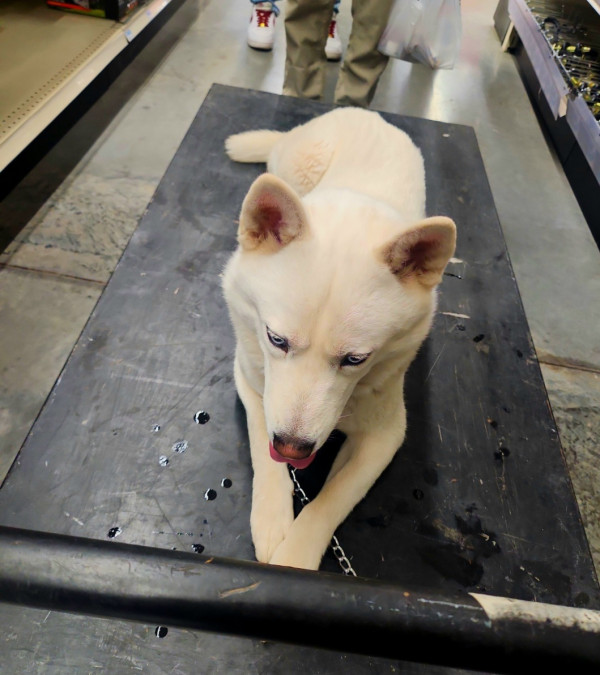 <div class="pupi_ur_most-voted-reaction-badge" data-reaction-count="1"><img src="https://routters.vip/imreact/love.png" class="pupi_ur_reaction-image-question-list" data-reaction-id="2"></div>kSagipen of soDg...por que no ierenuq aranicm en siop ndlsoeateo?