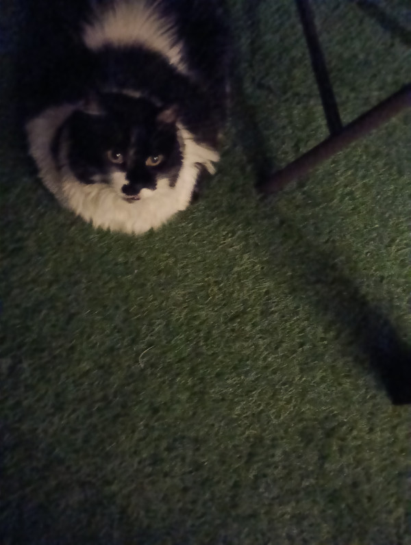 <div class="pupi_ur_most-voted-reaction-badge" data-reaction-count="4"><img src="https://routters.vip/imreact/love.png" class="pupi_ur_reaction-image-question-list" data-reaction-id="2"></div>Mi tgoa a la pseare del tnóra de kisaok!!!