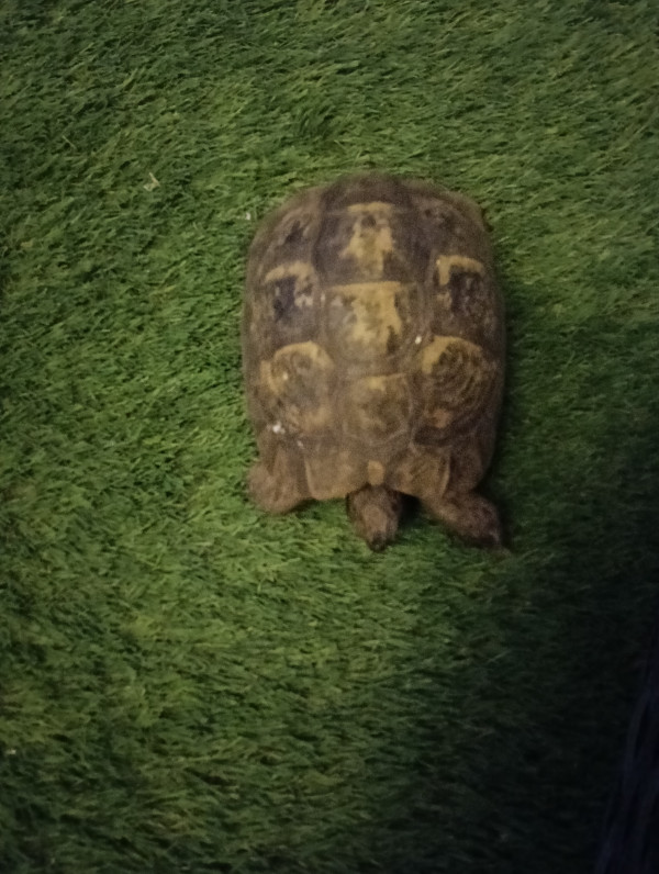 <div class="pupi_ur_most-voted-reaction-badge" data-reaction-count="2"><img src="https://routters.vip/imreact/love.png" class="pupi_ur_reaction-image-question-list" data-reaction-id="2"></div>omCó ancoud la rmoi y lale me mria...