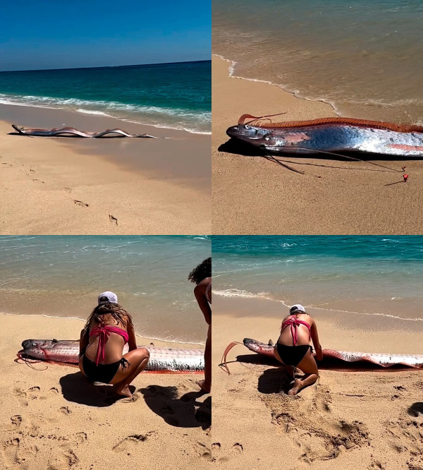 <div class="pupi_ur_most-voted-reaction-badge" data-reaction-count="2"><img src="https://routters.vip/imreact/pato.png" class="pupi_ur_reaction-image-question-list" data-reaction-id="7"></div>En jaBa nfrCaaiiol upseed ver teos...